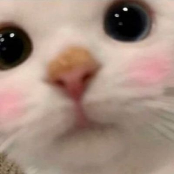 Meet your Posher, Starry - Picture 2 of 3